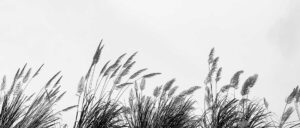 Fluir con el viento