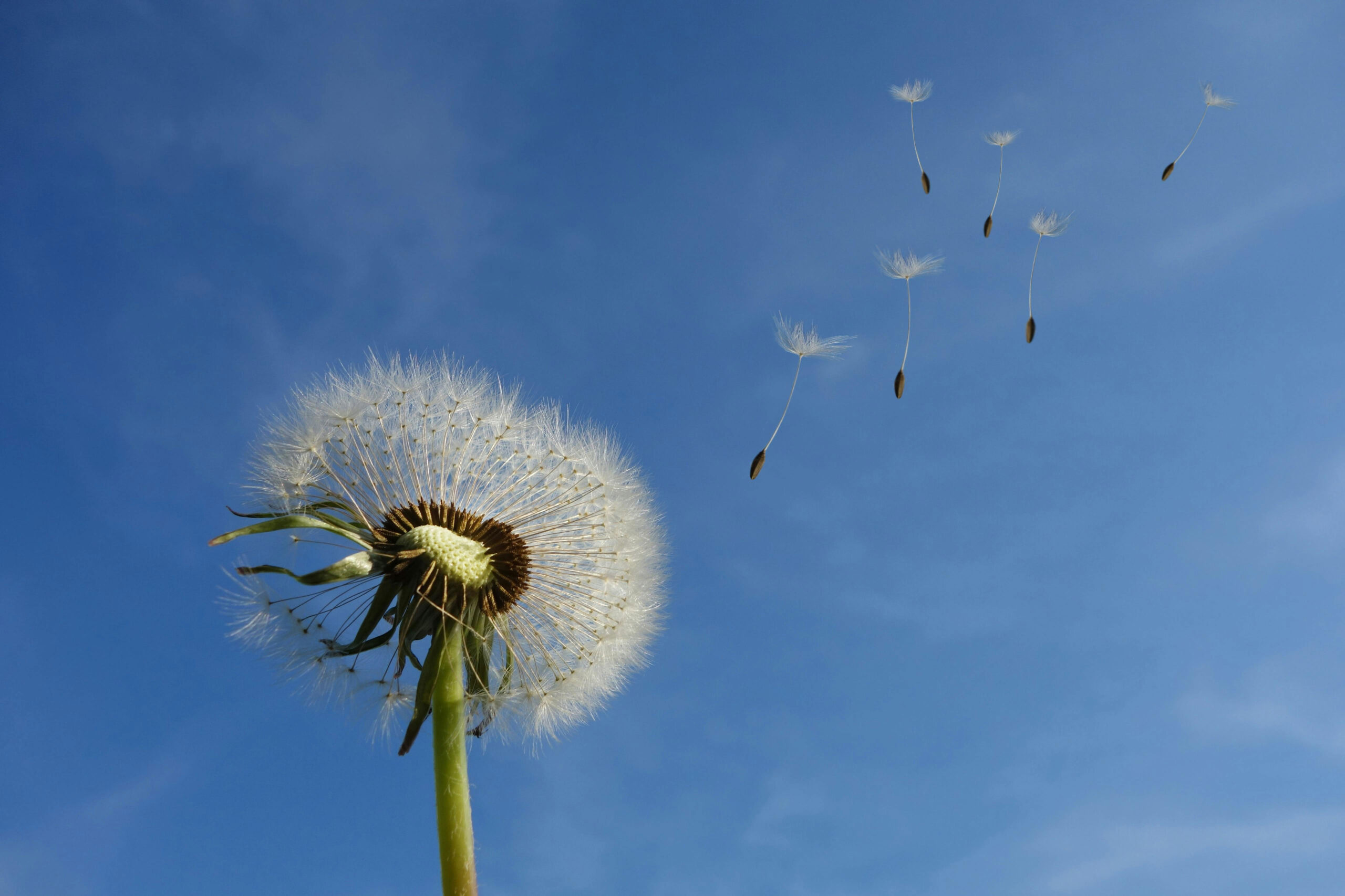 i ching trigrama viento i ching trigrama viento